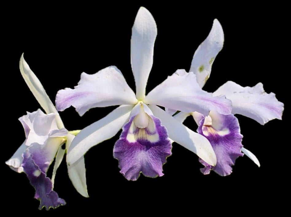 Cattleya Mishima Elf