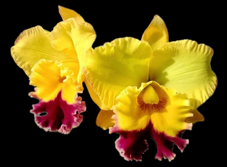 Rlc. Atardecer Palmoreno 'Thongsuk Delight'
