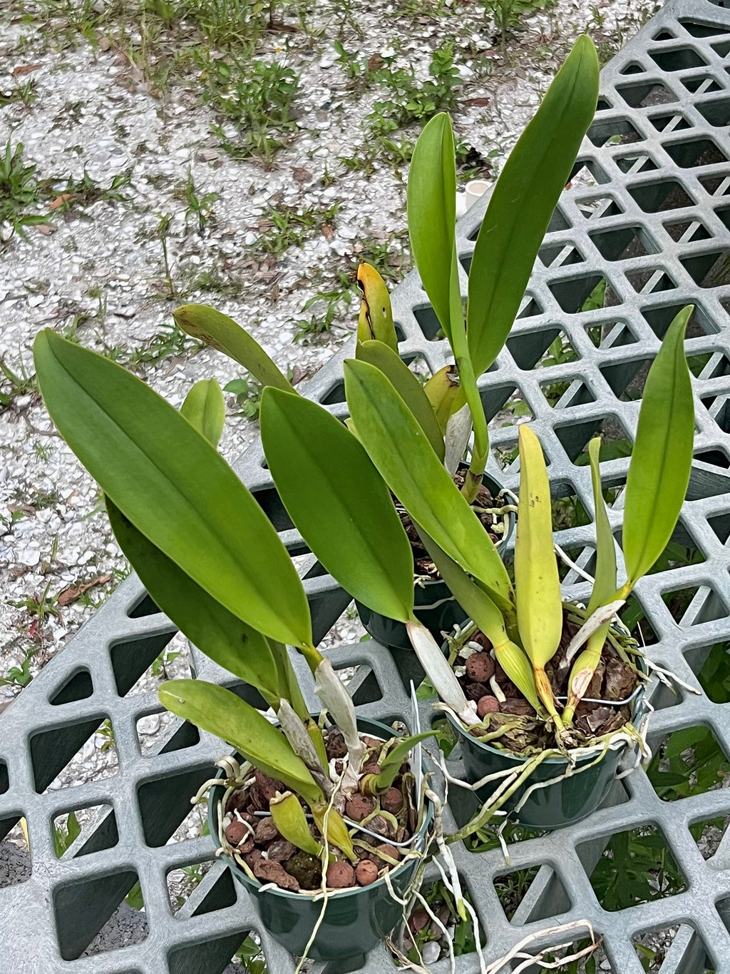 Blc. Taiwan Focus