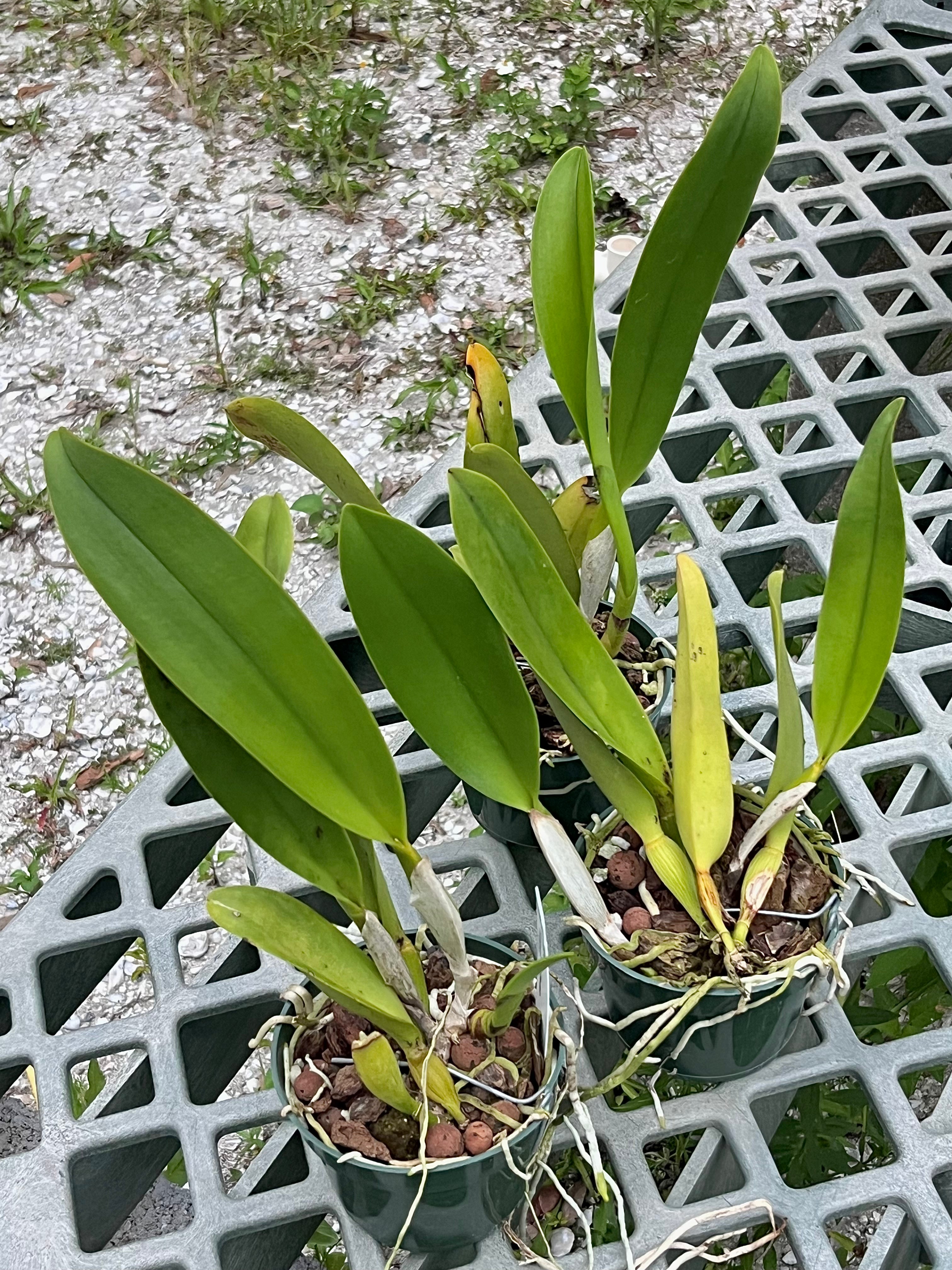 Blc. Taiwan Focus