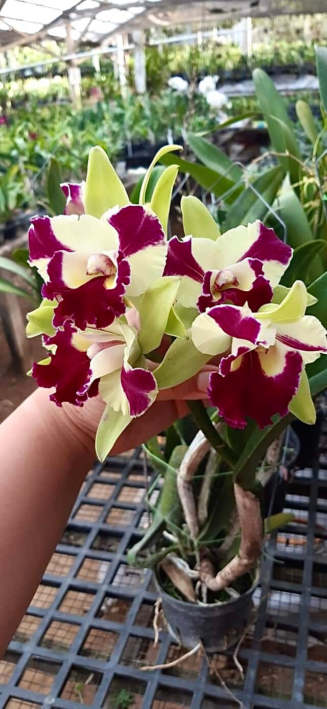 Rlc. Penny Helen