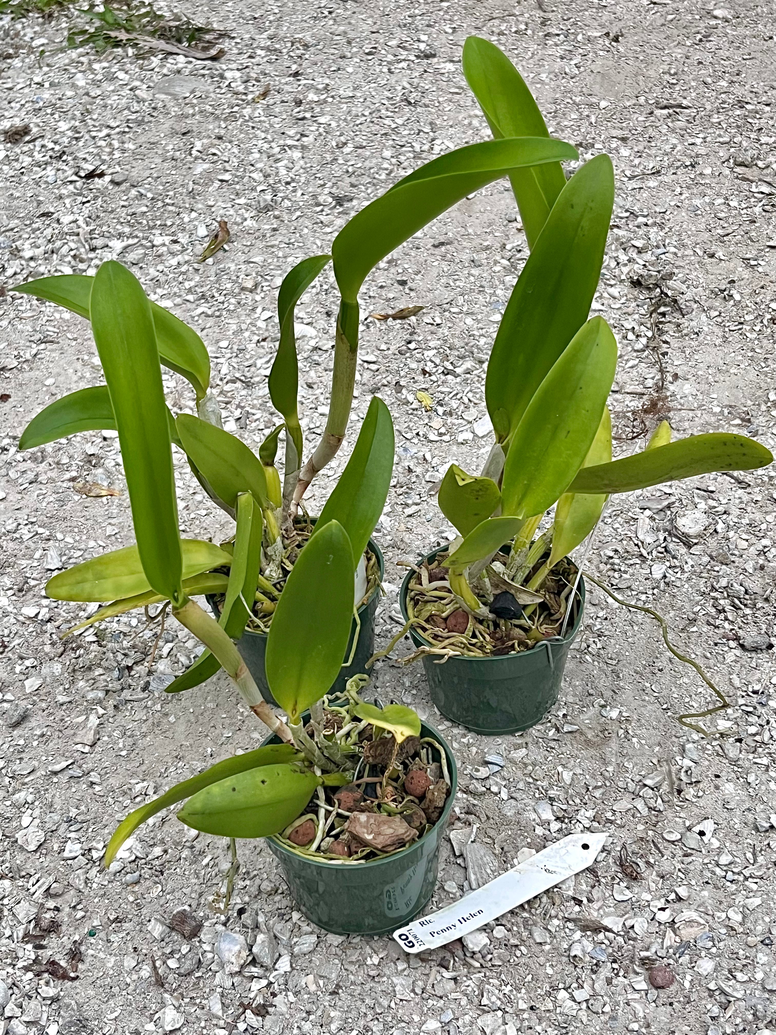 Rlc. Penny Helen
