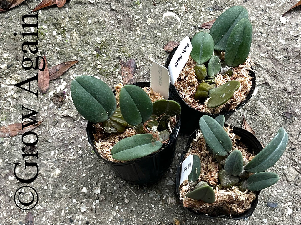 Bulbophyllum Frostii