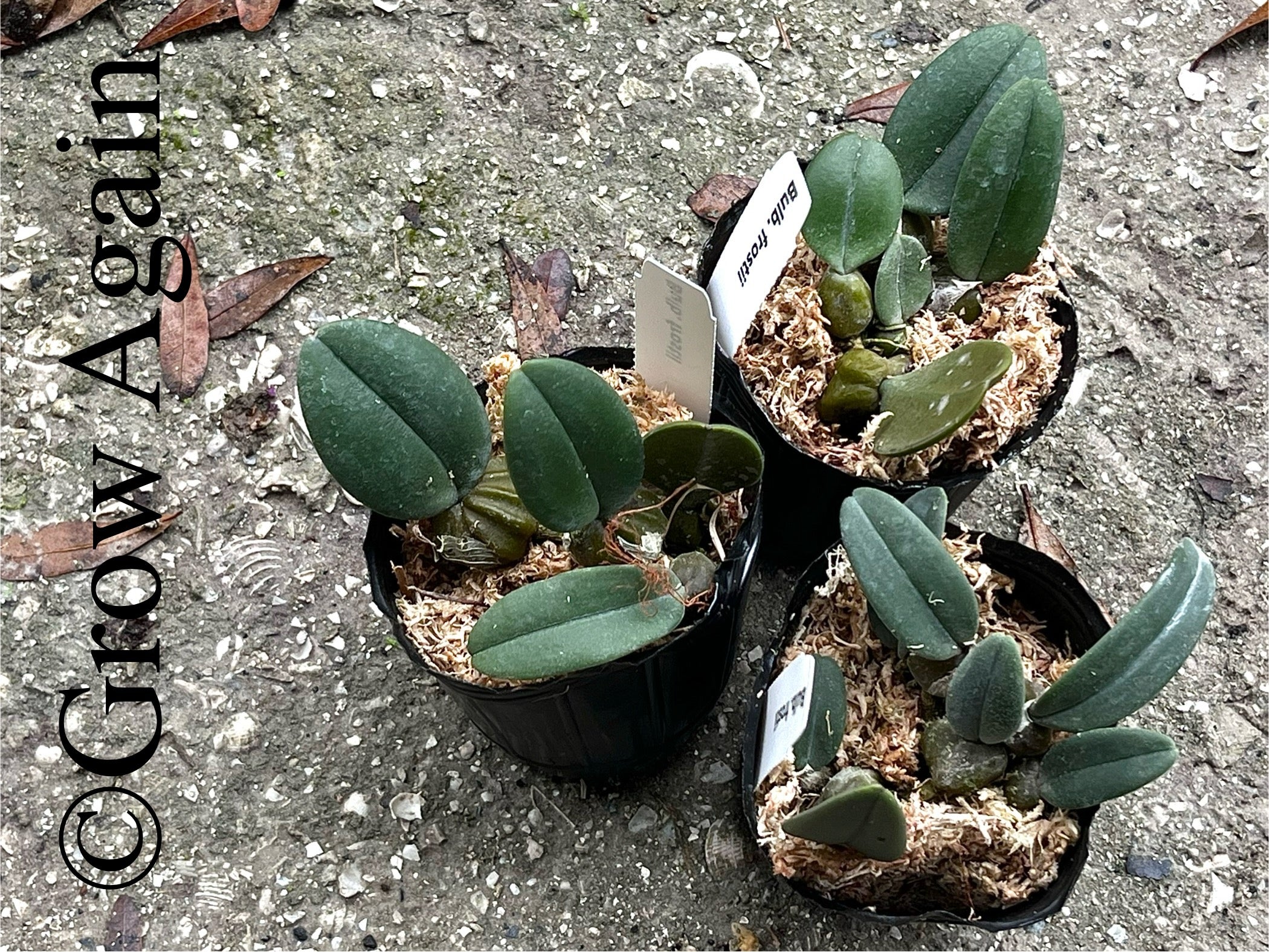 Bulbophyllum Frostii