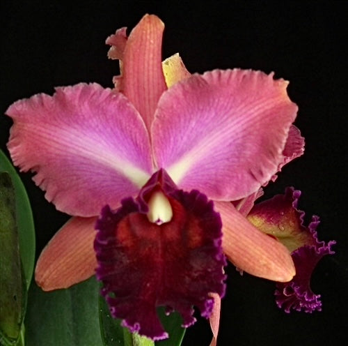Blc. Sorpresa en Oro 'Maui Glow'