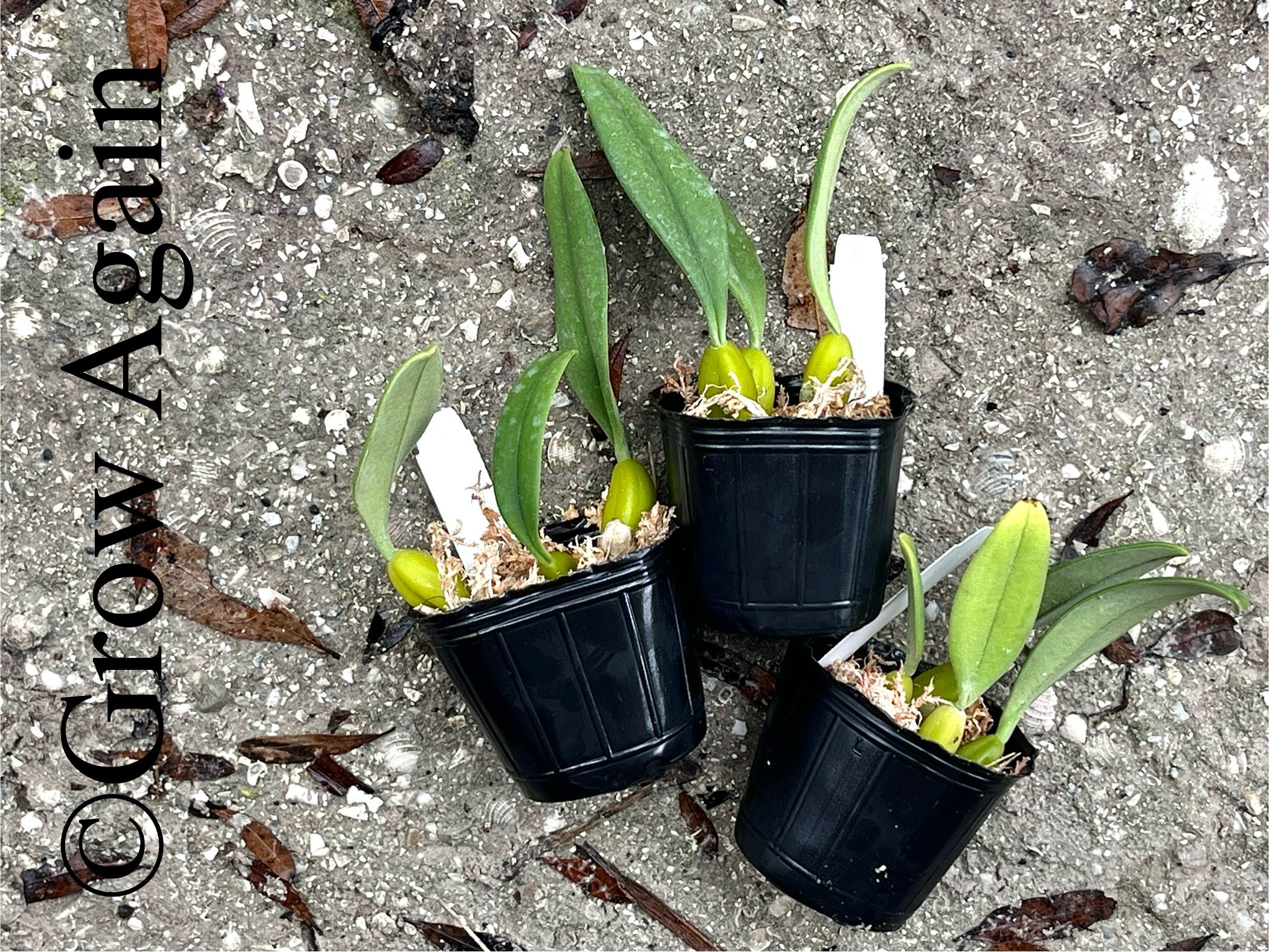 Bulbophyllum Fascinator semi alba