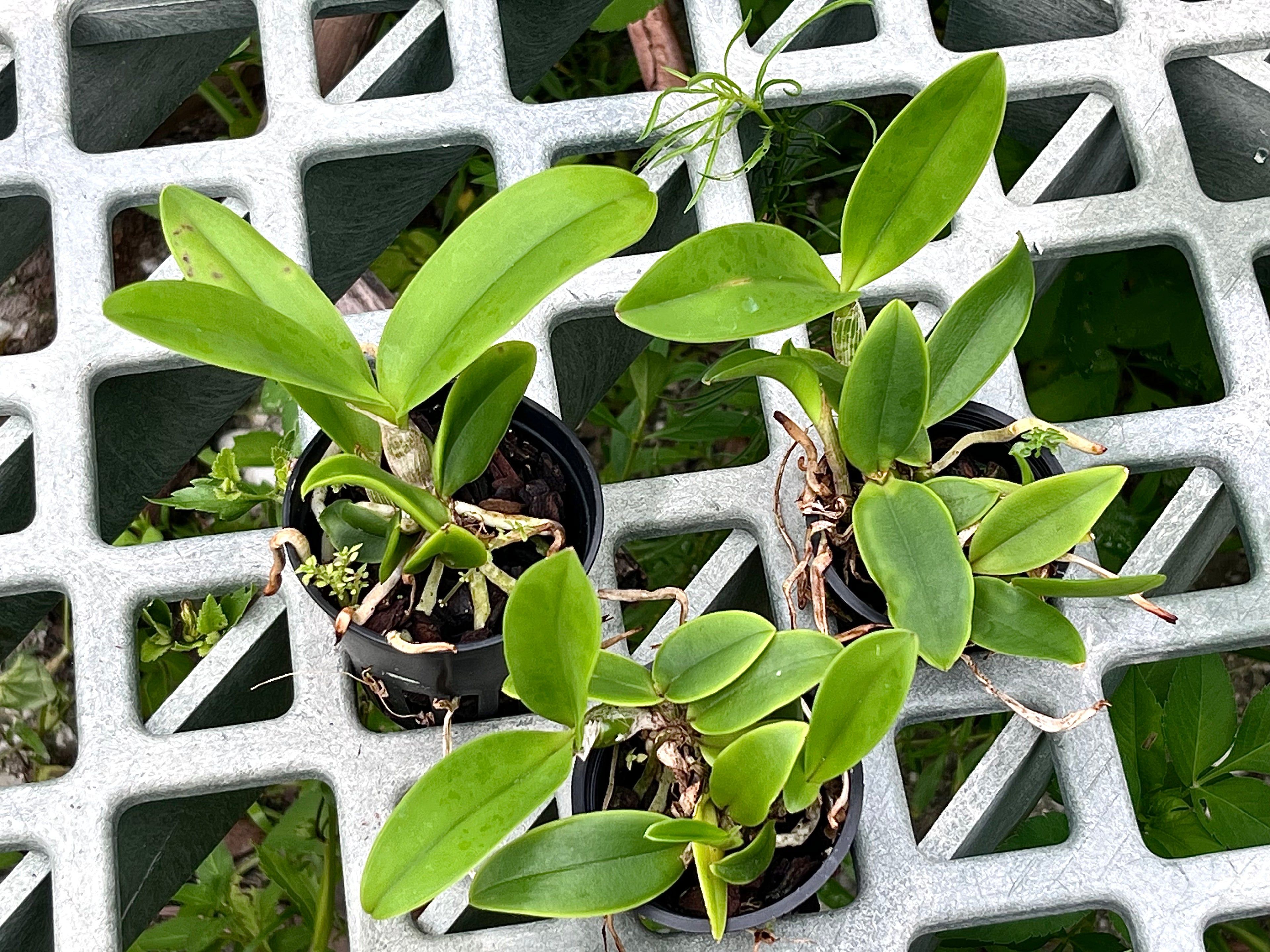 C. Violacea 'Sarasota Splash' x Violacea semi alba