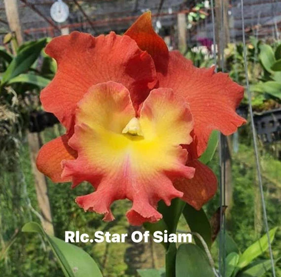Rlc. Star of Siam