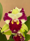 Rlc. Penny Helen