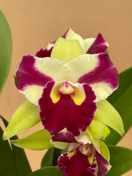 Rlc. Penny Helen