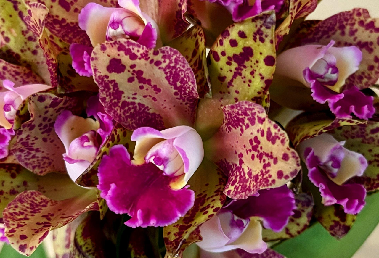 Rlc. Waianae Leopard 'Ching Hua'