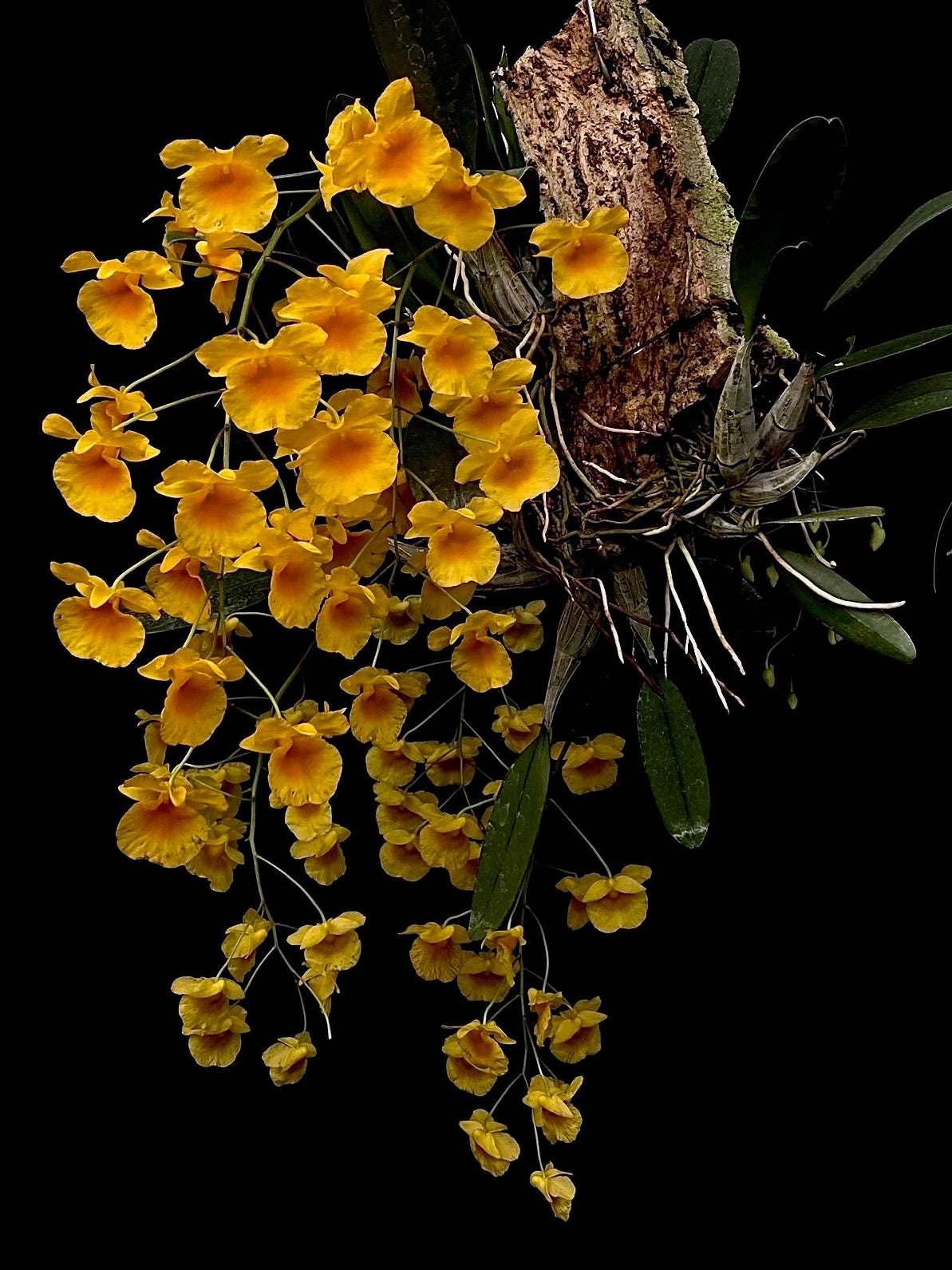 A cluster of yellow Dendrobium flowers hanging from a brown textured mount with green leaves, set against a solid black background. White text in the top left reads 'Dendrobium Aggregatum' and '©Grow Again'.