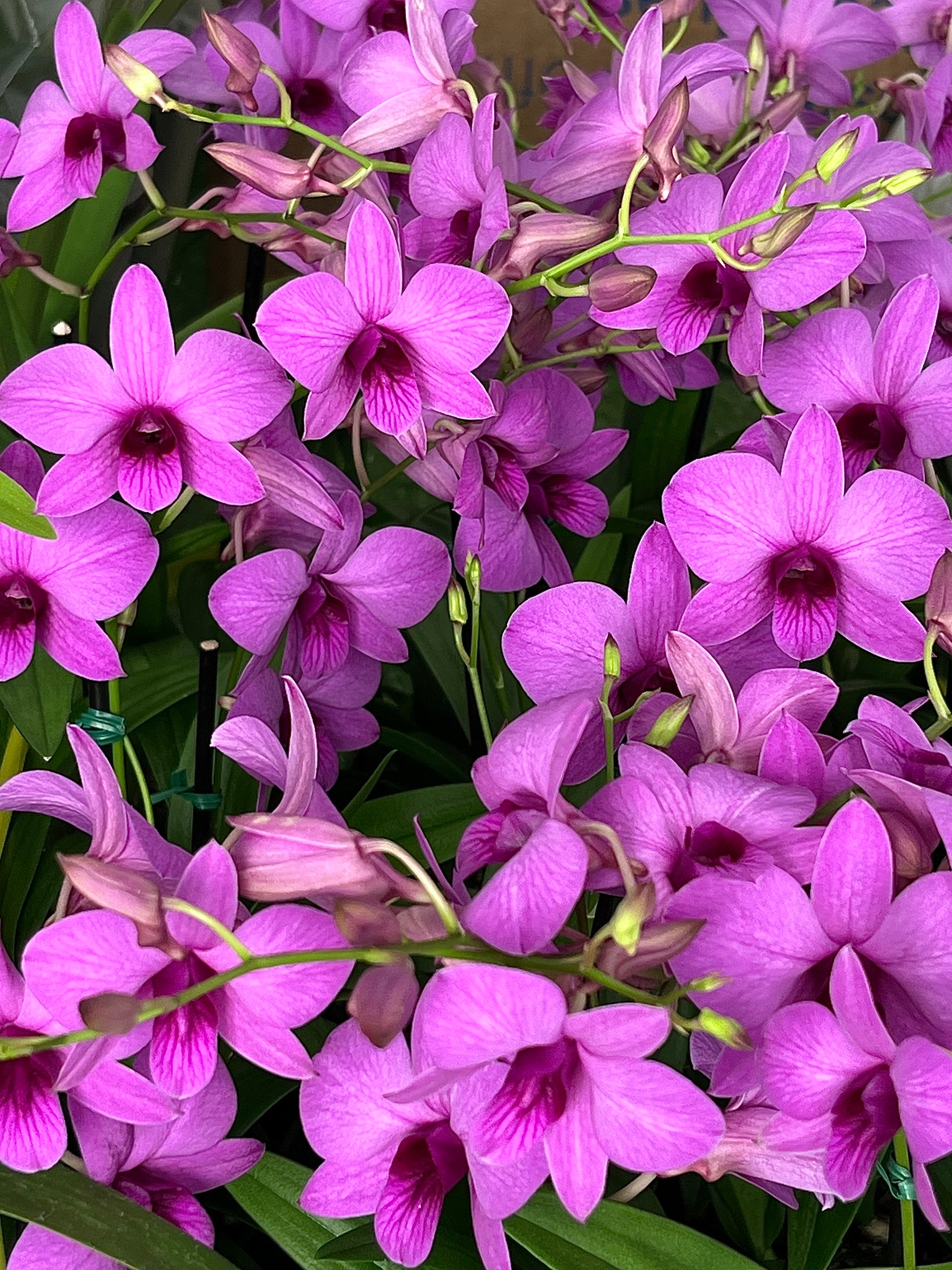 A group of blooming orchids and houseplants at Grow Again Orchids