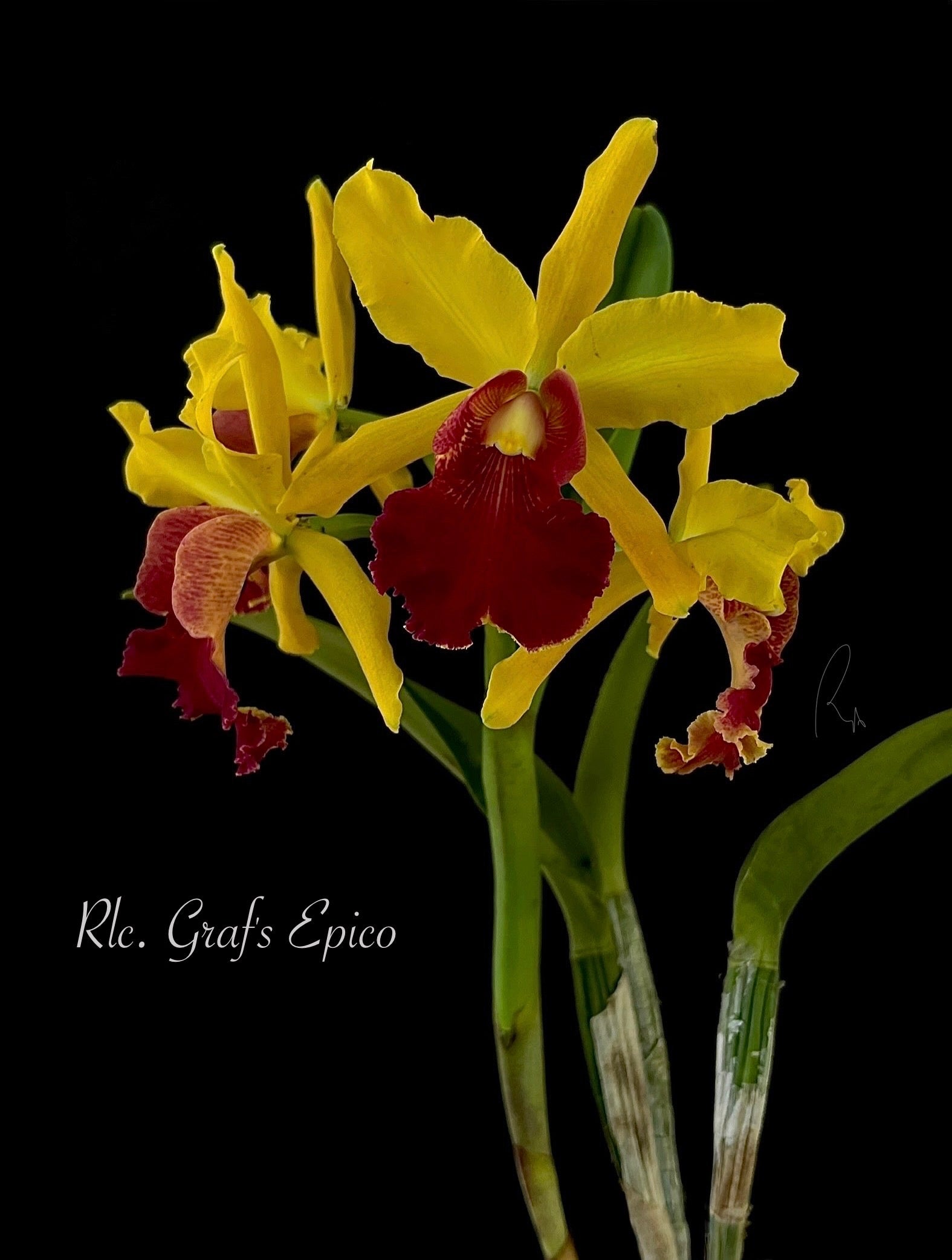 Rlc. Graf's Epico orchid in bloom