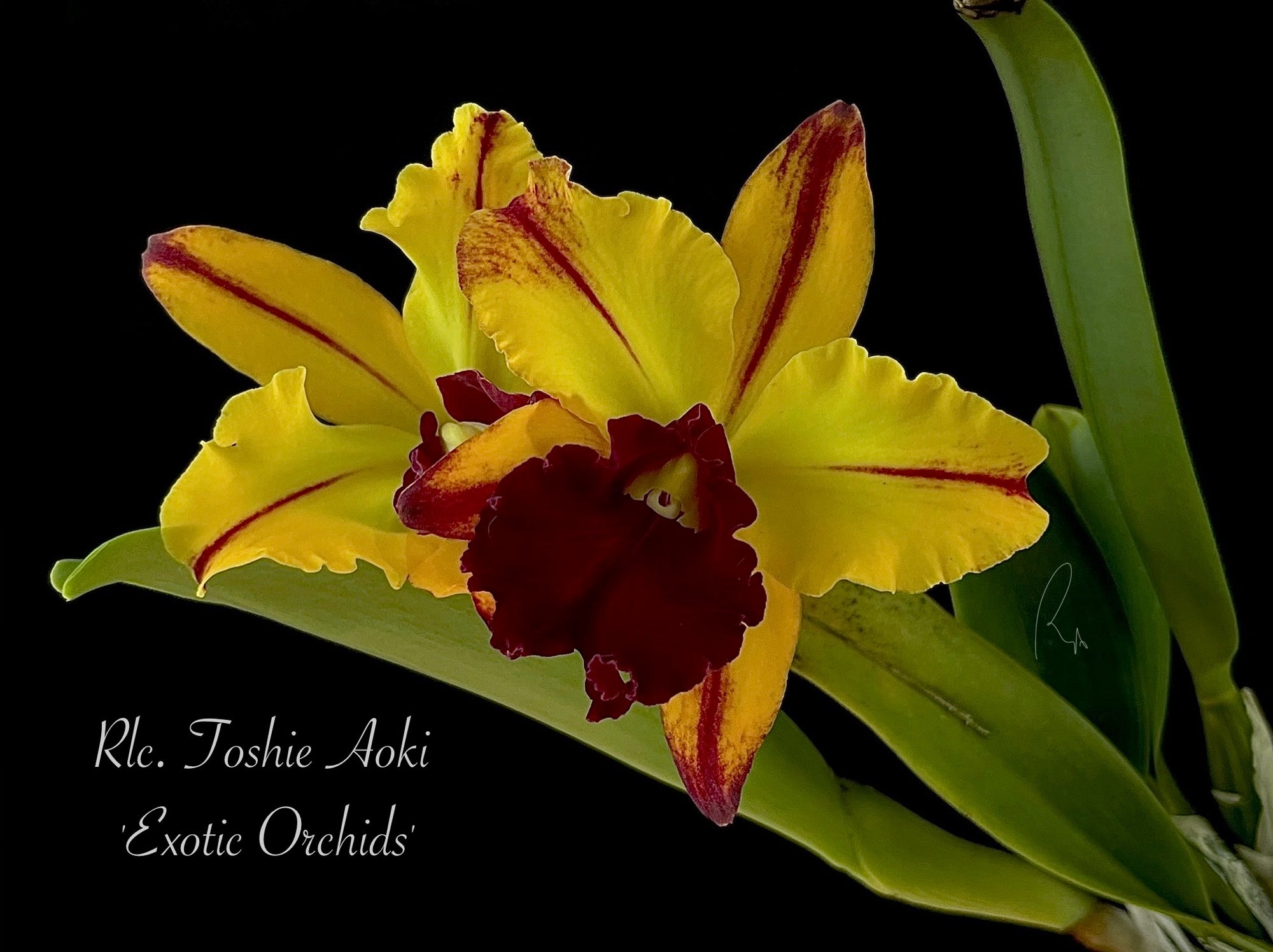Rlc. Toshie Aoki Exotic Orchids flower in bloom