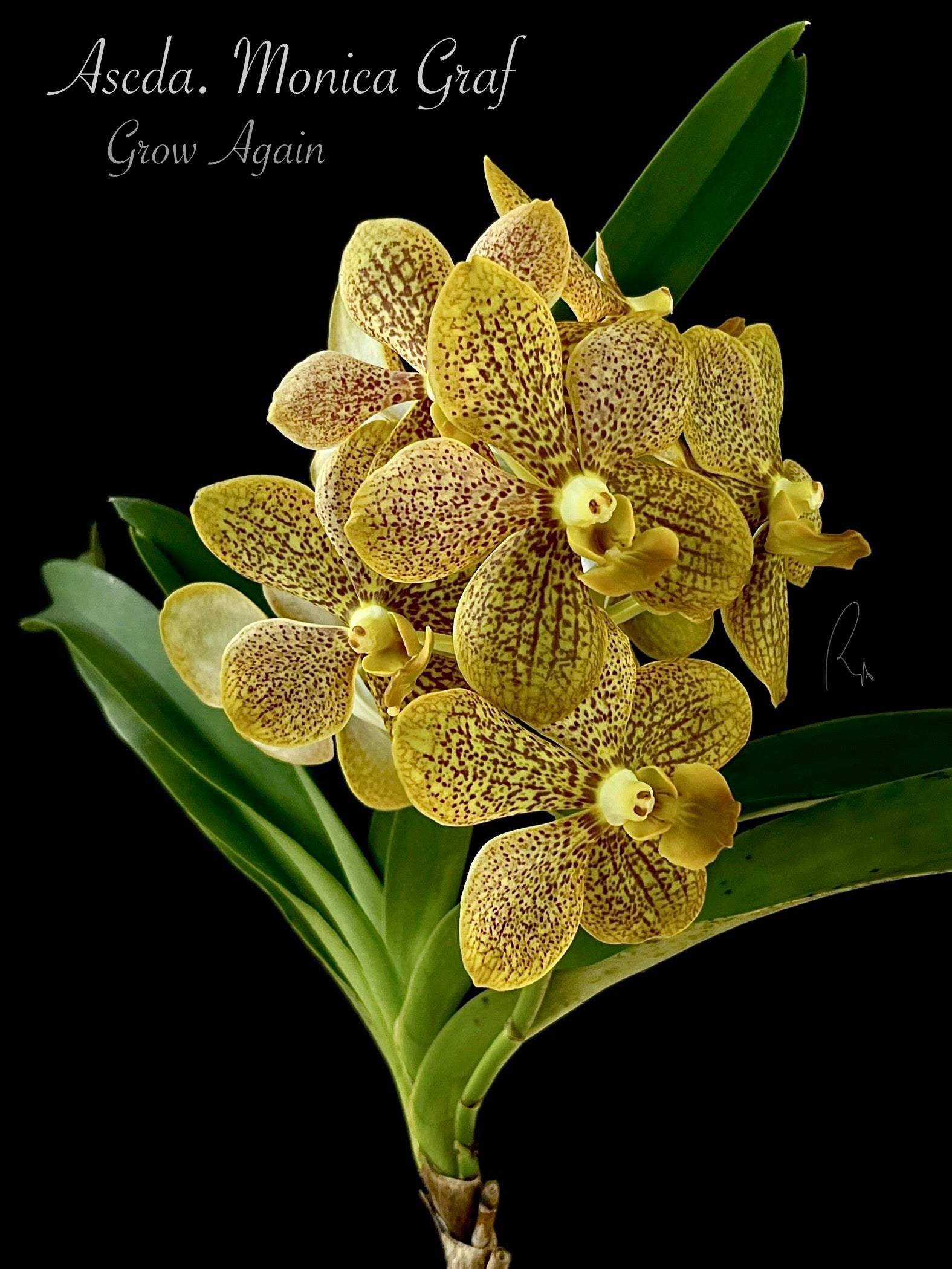 Ascda. Monica Graf orchid flowers in bloom
