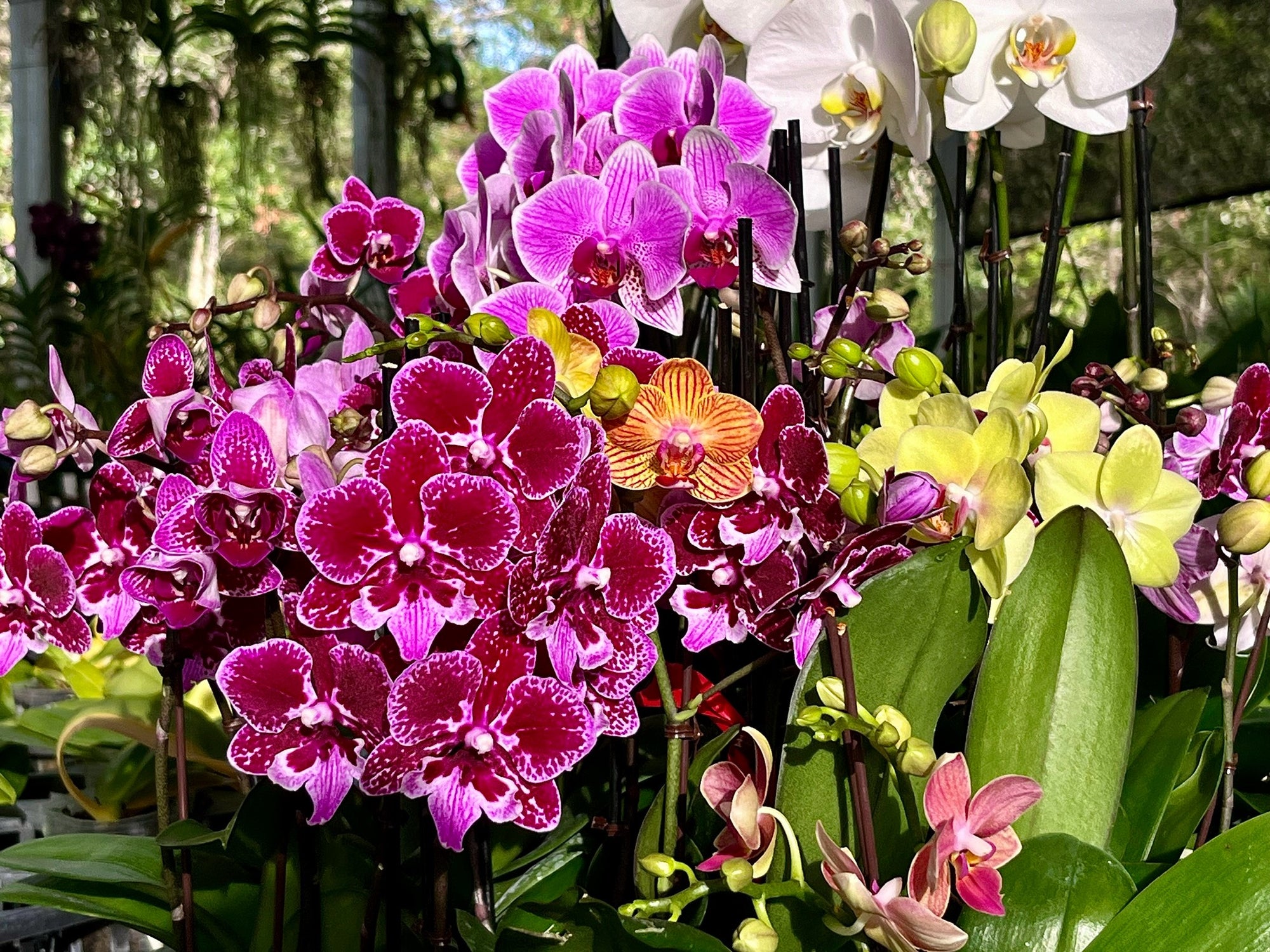 A group of blooming orchids and houseplants at Grow Again Orchids