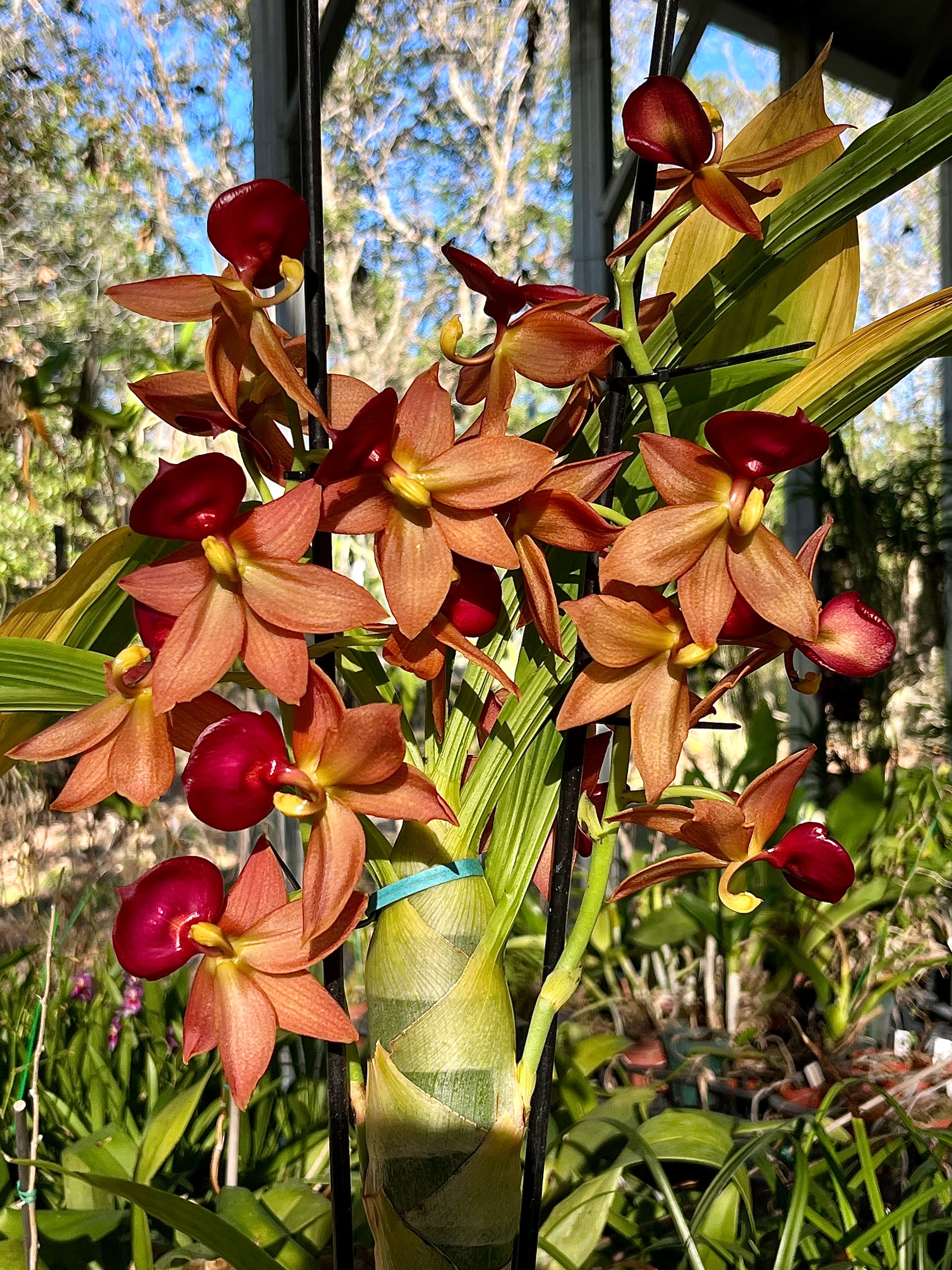 Orange Swan orchid blooming in its growing area