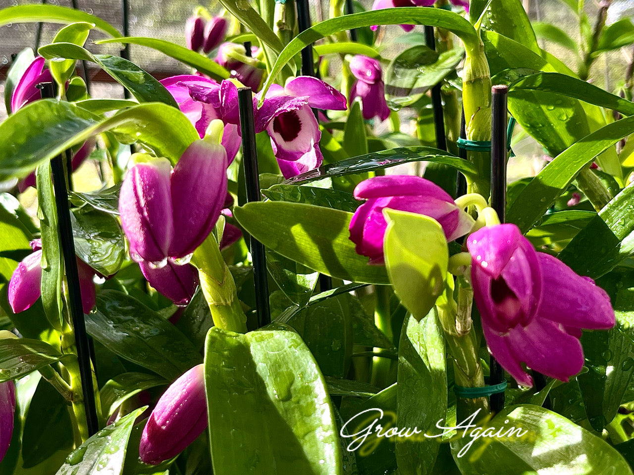 Nobile dendrobium orchid flowers in bloom