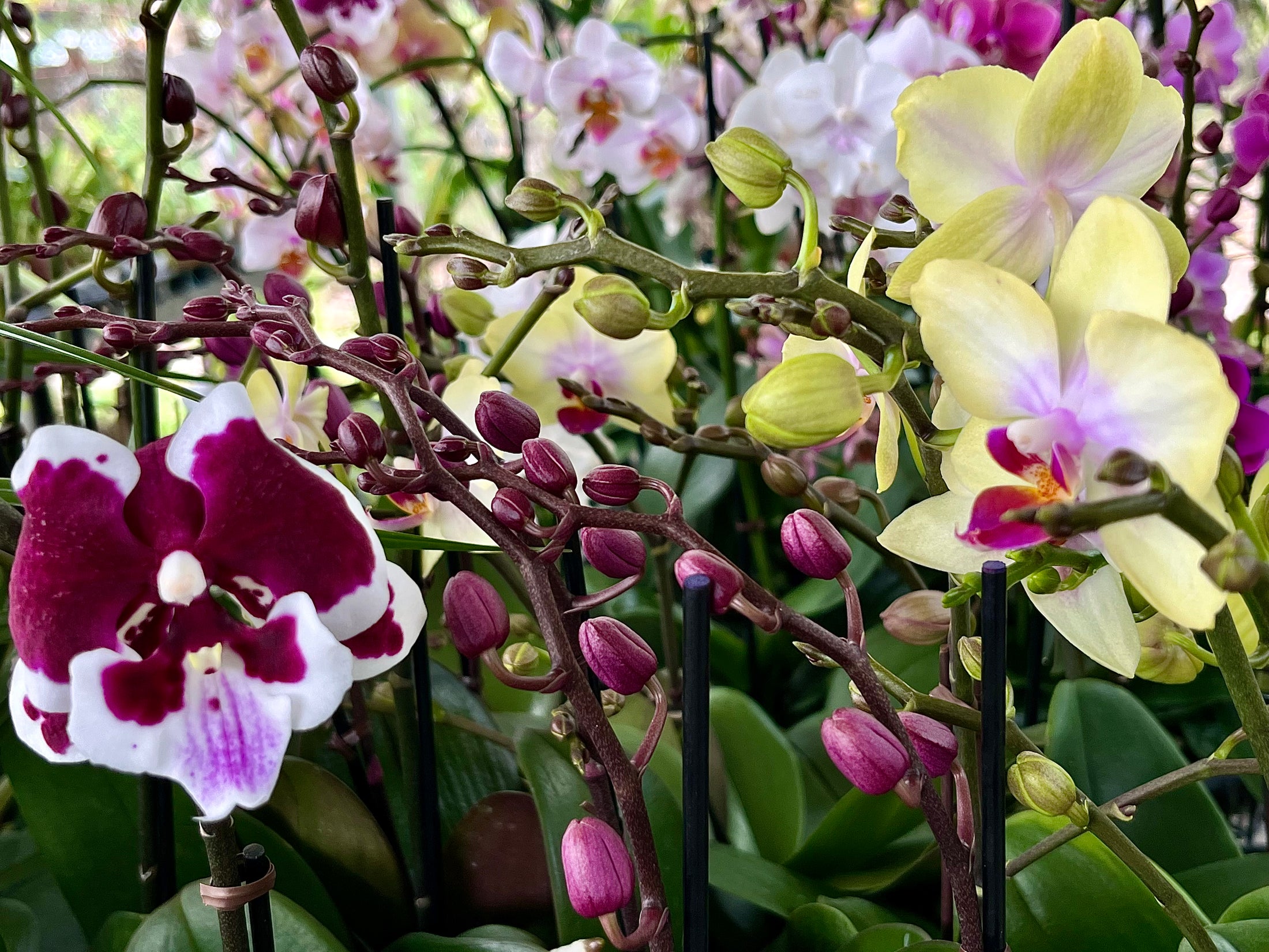 A mixed group of Phalaenopsis orchids in bloom