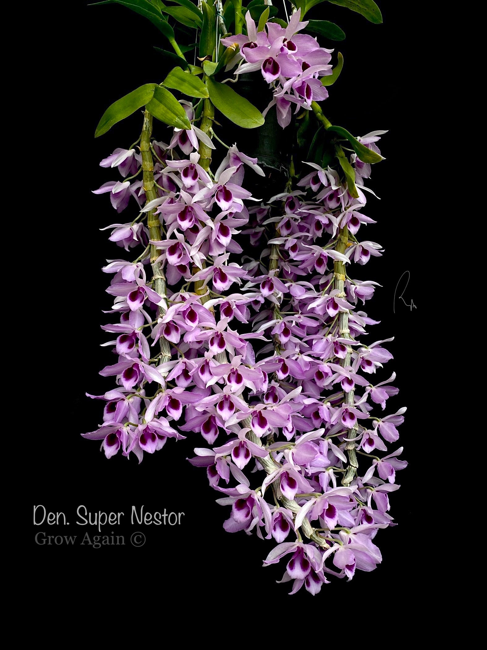 Dendrobium Super Nestor – Grow Again Orchids