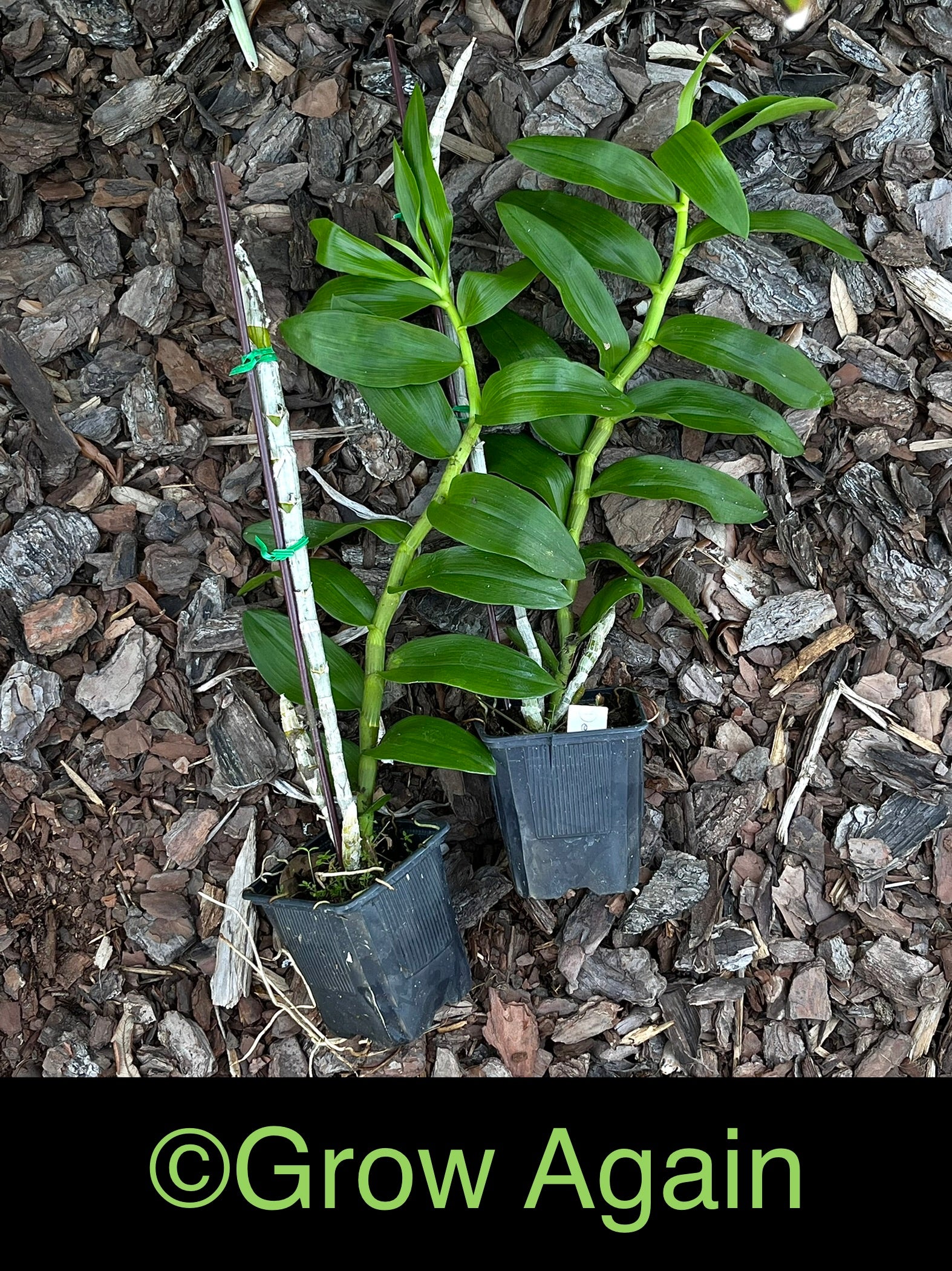 Dendrobium Super Nestor
