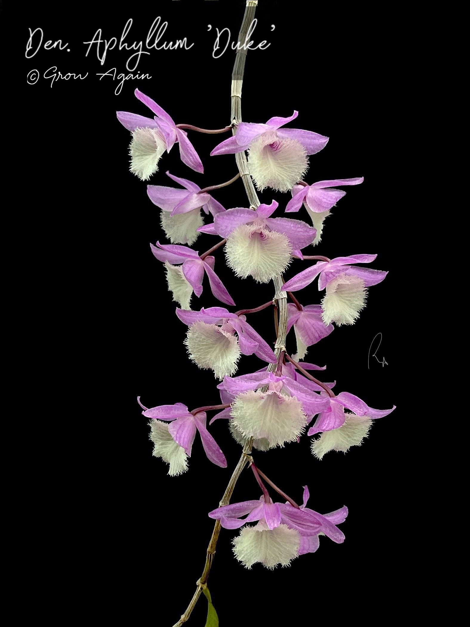 Den. Aphyllum 'Duke'