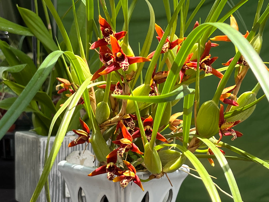 Maxillaria Tenuifolia