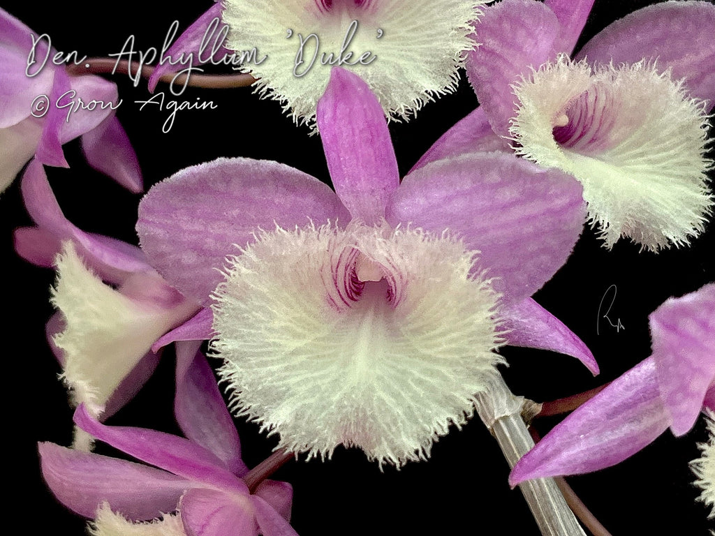 Den. Aphyllum 'Duke'