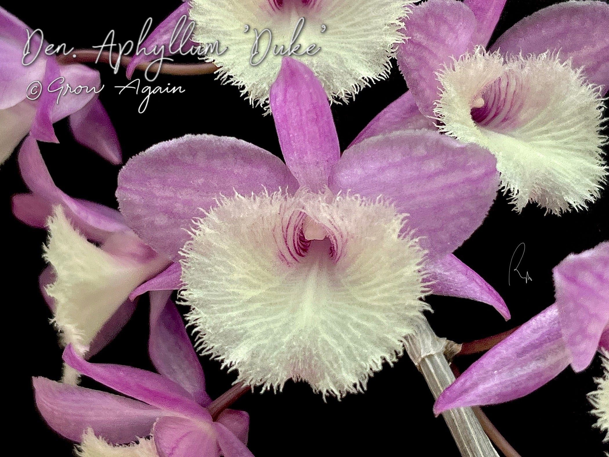 Den. Aphyllum 'Duke'