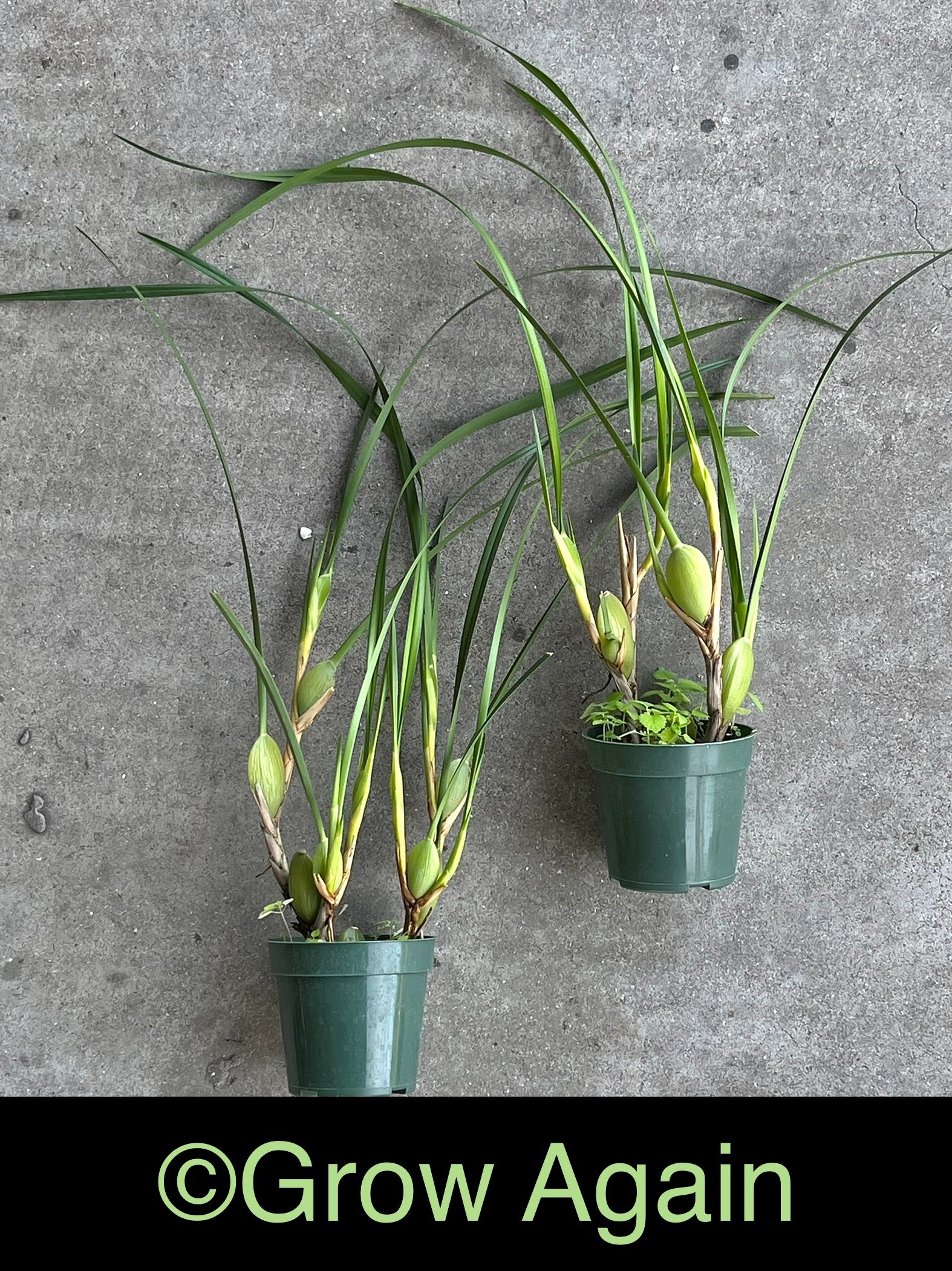Maxillaria Tenuifolia