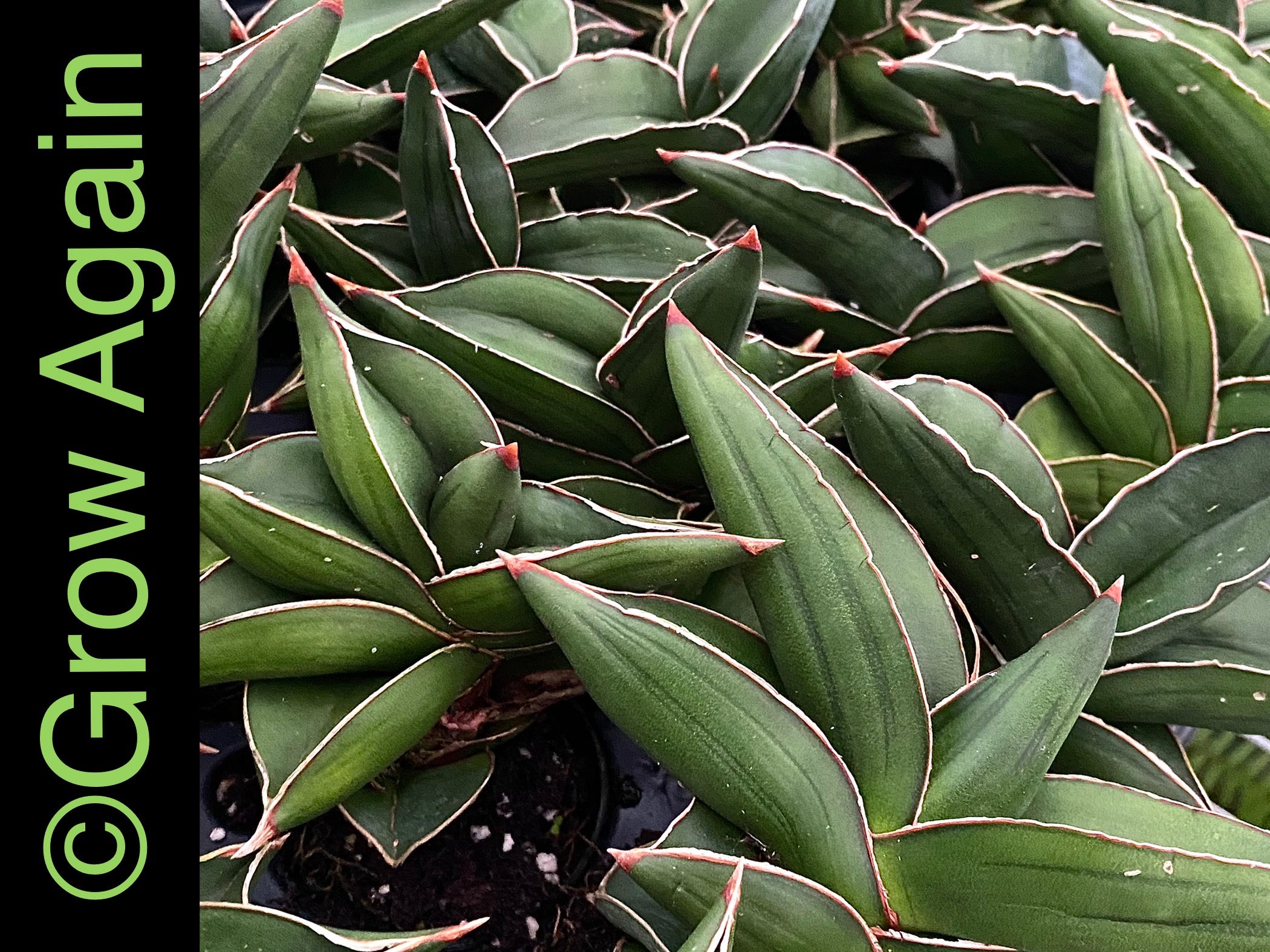 Sansevieria Samurai