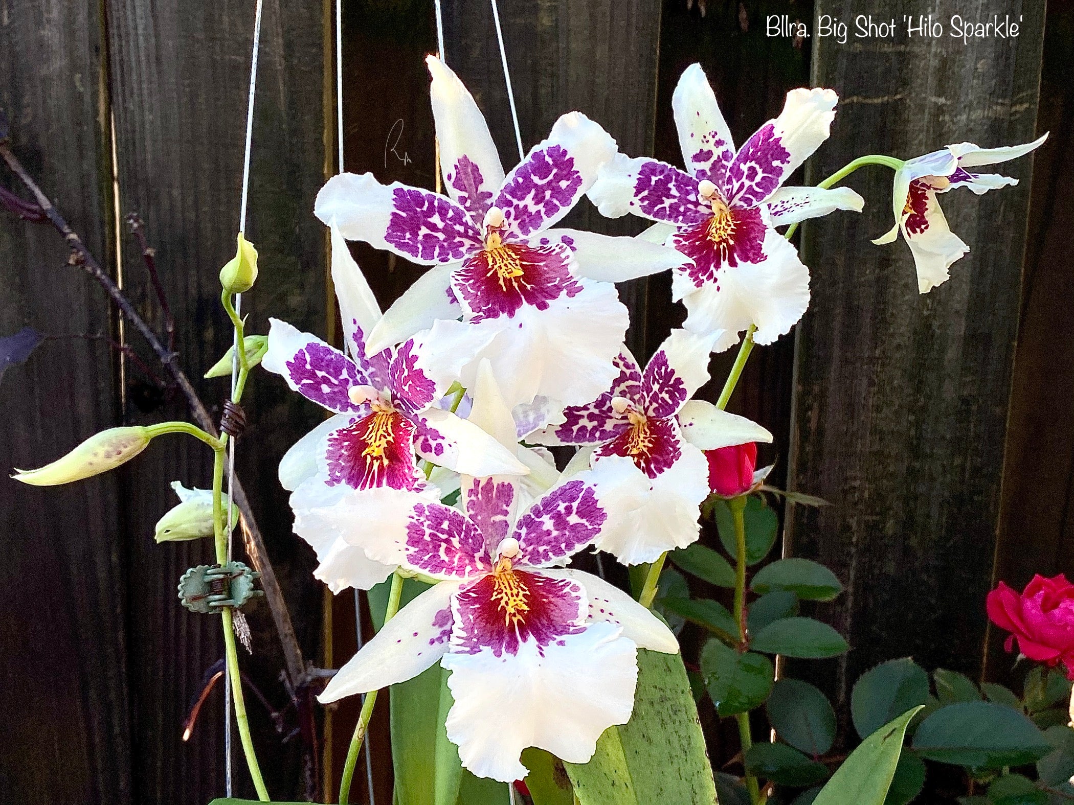 Bllra. Big Shot 'Hilo Sparkle'