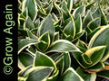 Sansevieria Jade Pagoda