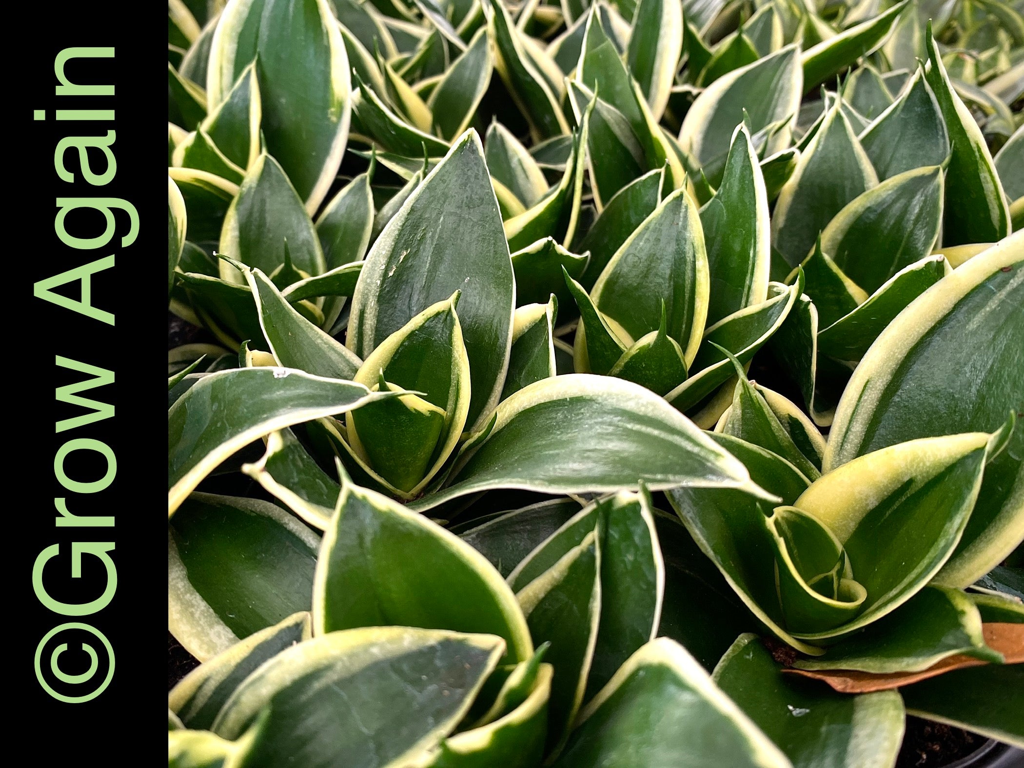 Sansevieria Jade Pagoda