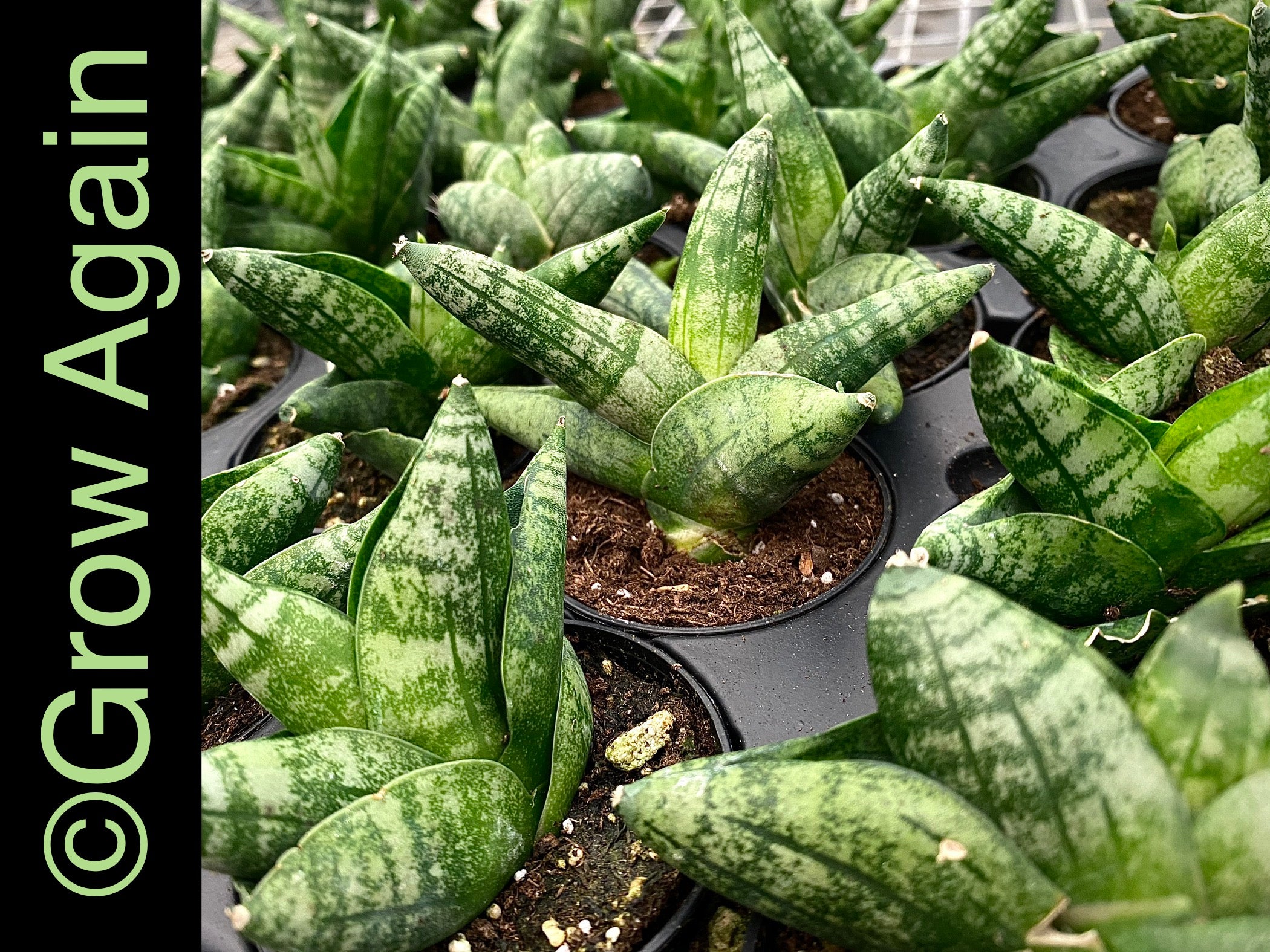 Sansevieria Boncellensis