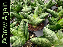 Load image into Gallery viewer, Sansevieria Boncellensis
