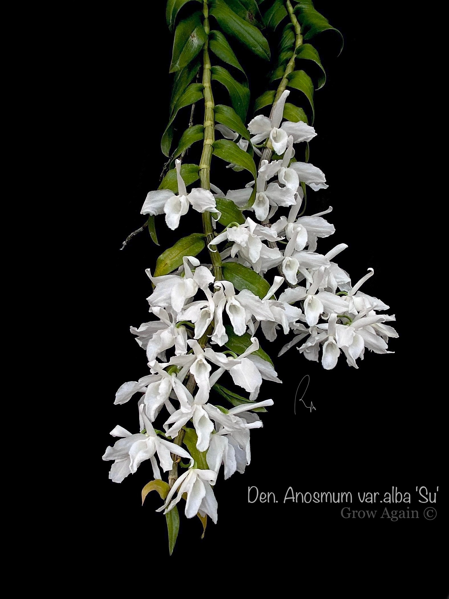 Den. Anosmum var. alba 'SU'