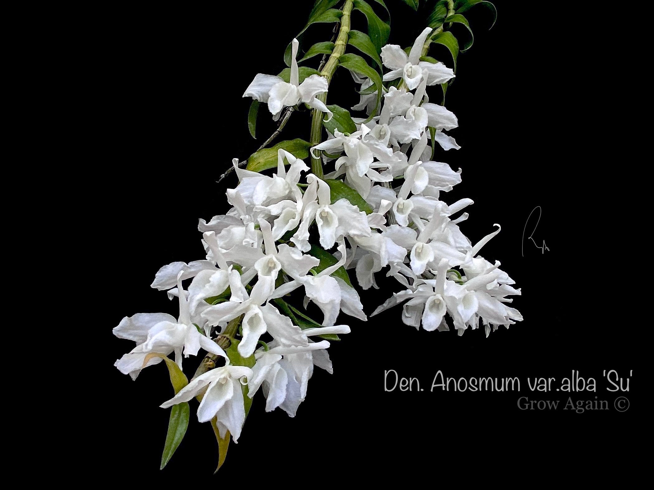 Den. Anosmum var. alba 'SU'