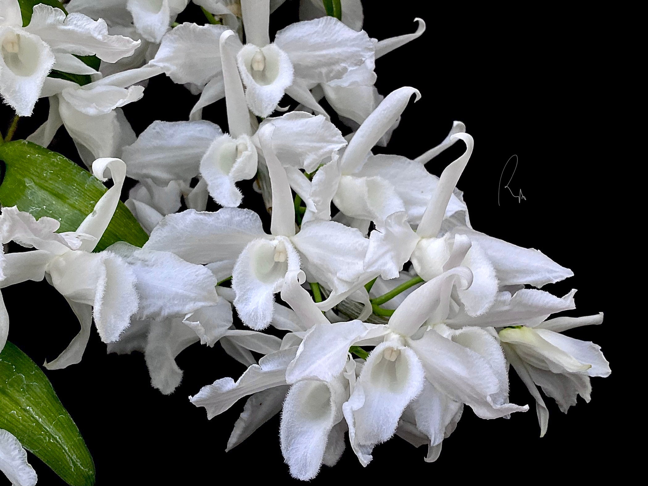 Den. Anosmum var. alba 'SU'