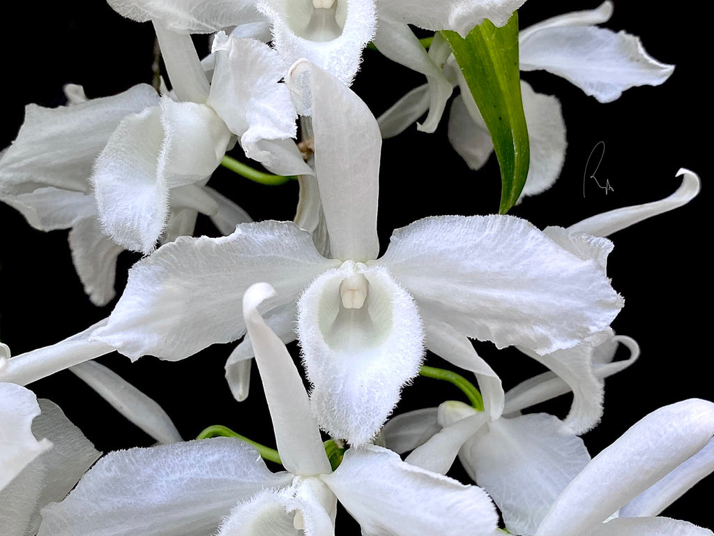 Den. Anosmum var. alba 'SU'