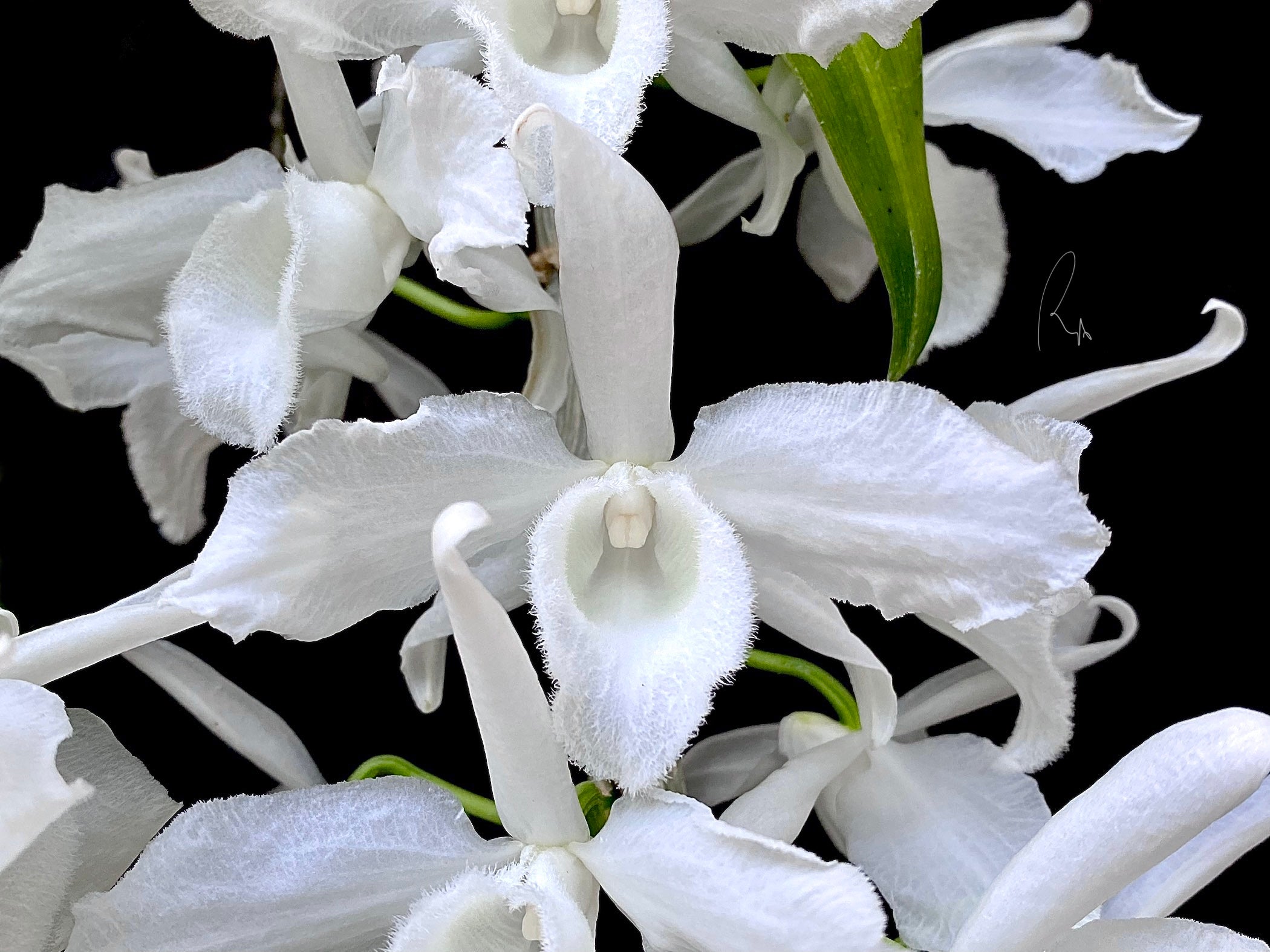 Den. Anosmum var. alba 'SU'