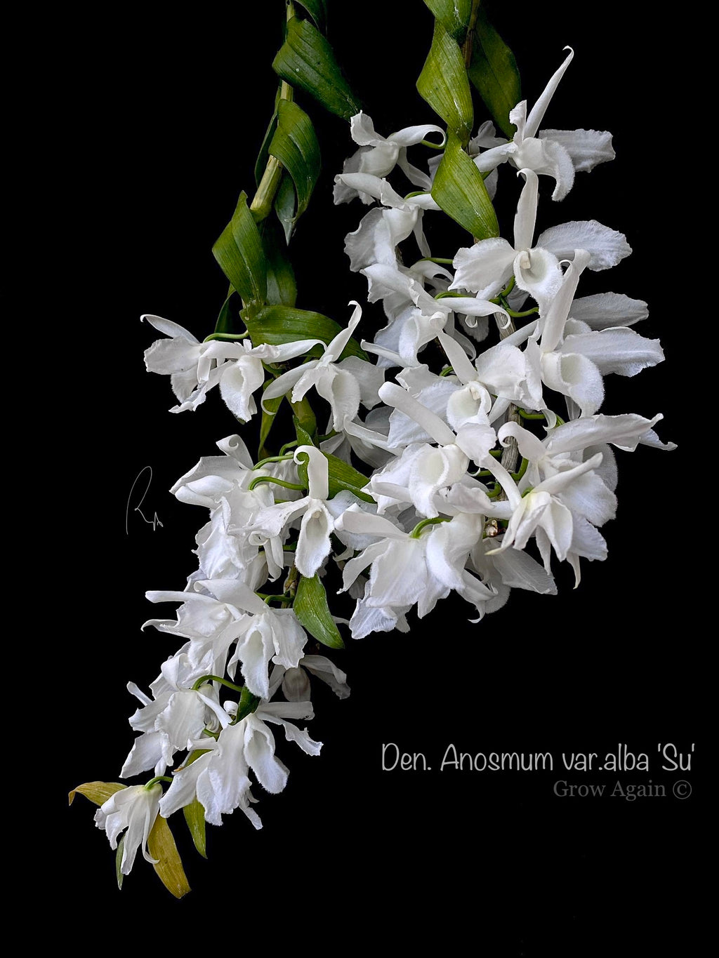 Den. Anosmum var. alba 'SU'