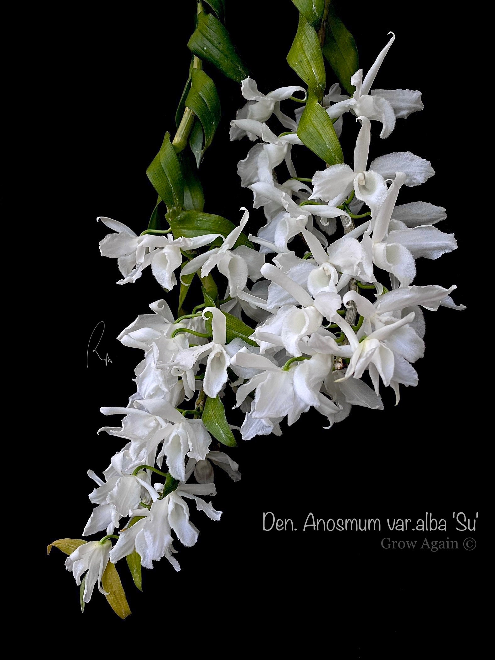 Den. Anosmum var. alba 'SU'