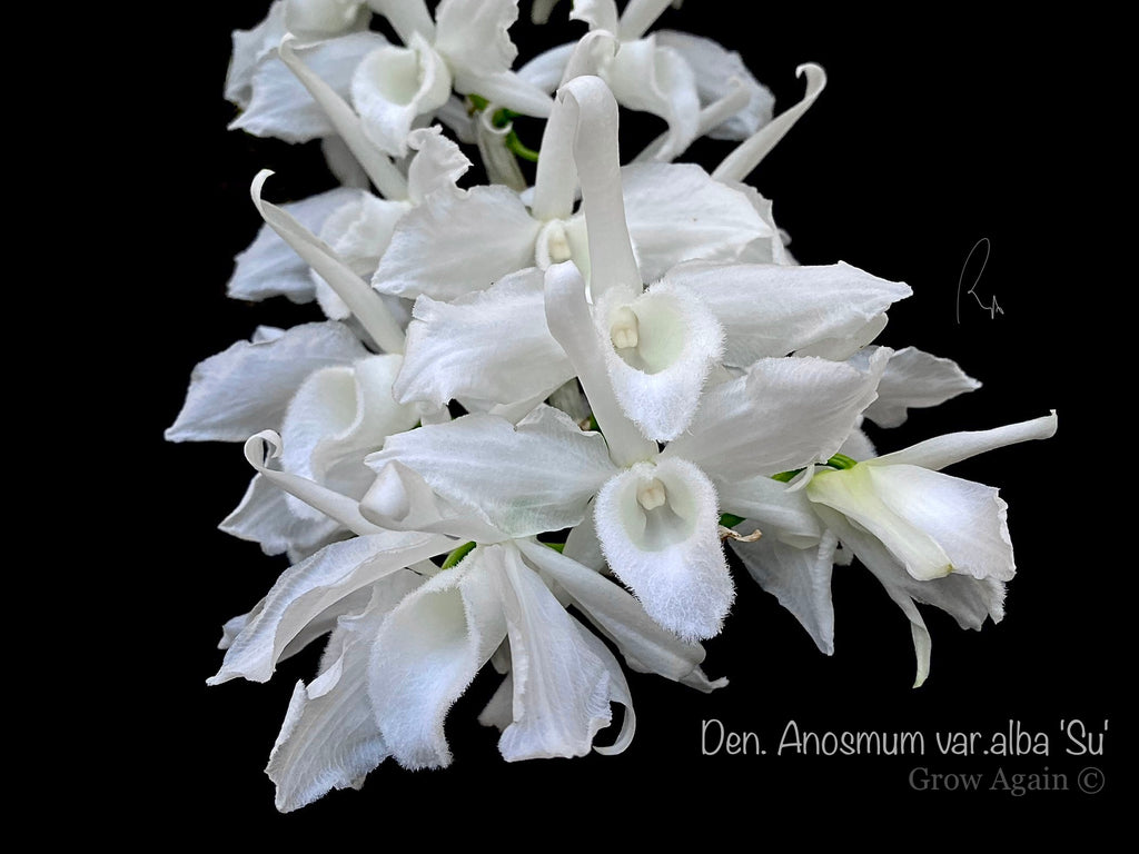 Den. Anosmum var. alba 'SU'