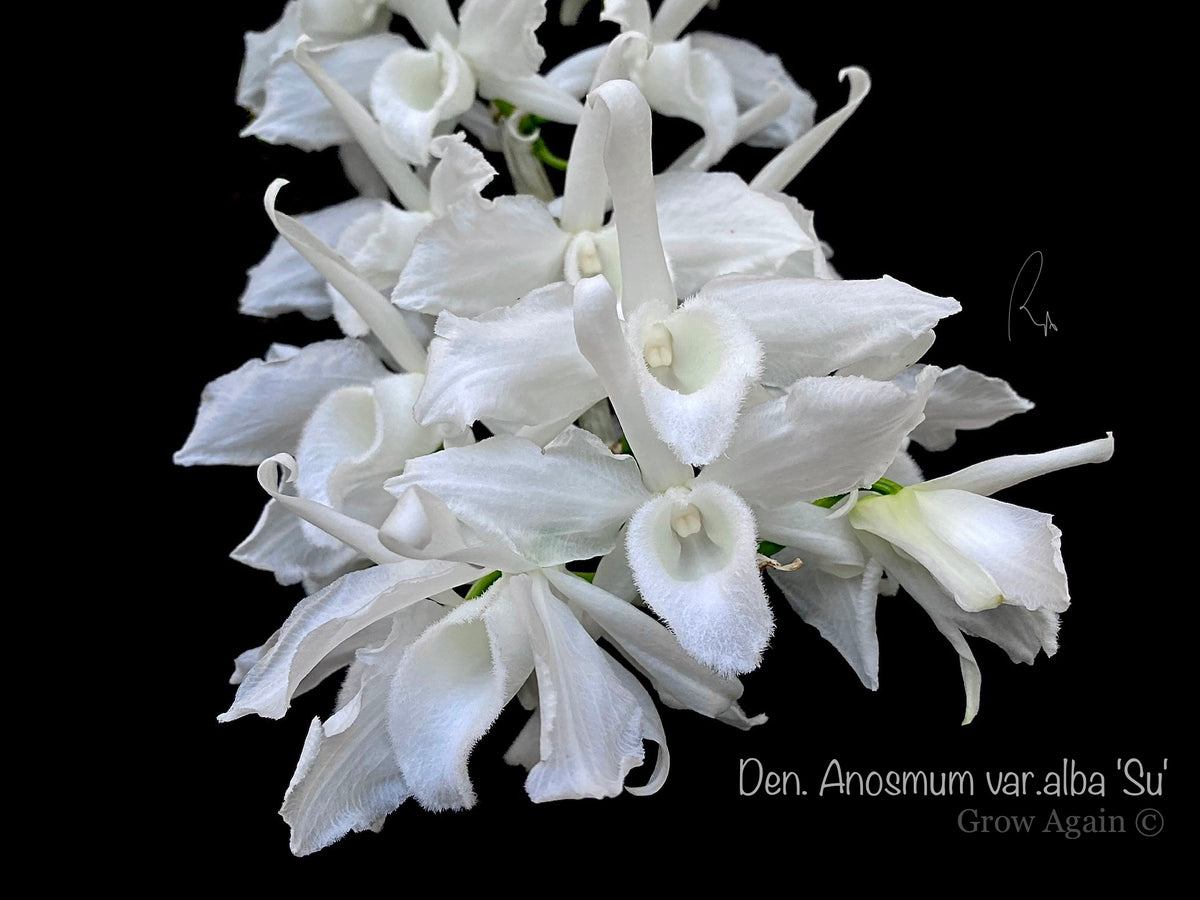Den. Anosmum var. alba 'SU'