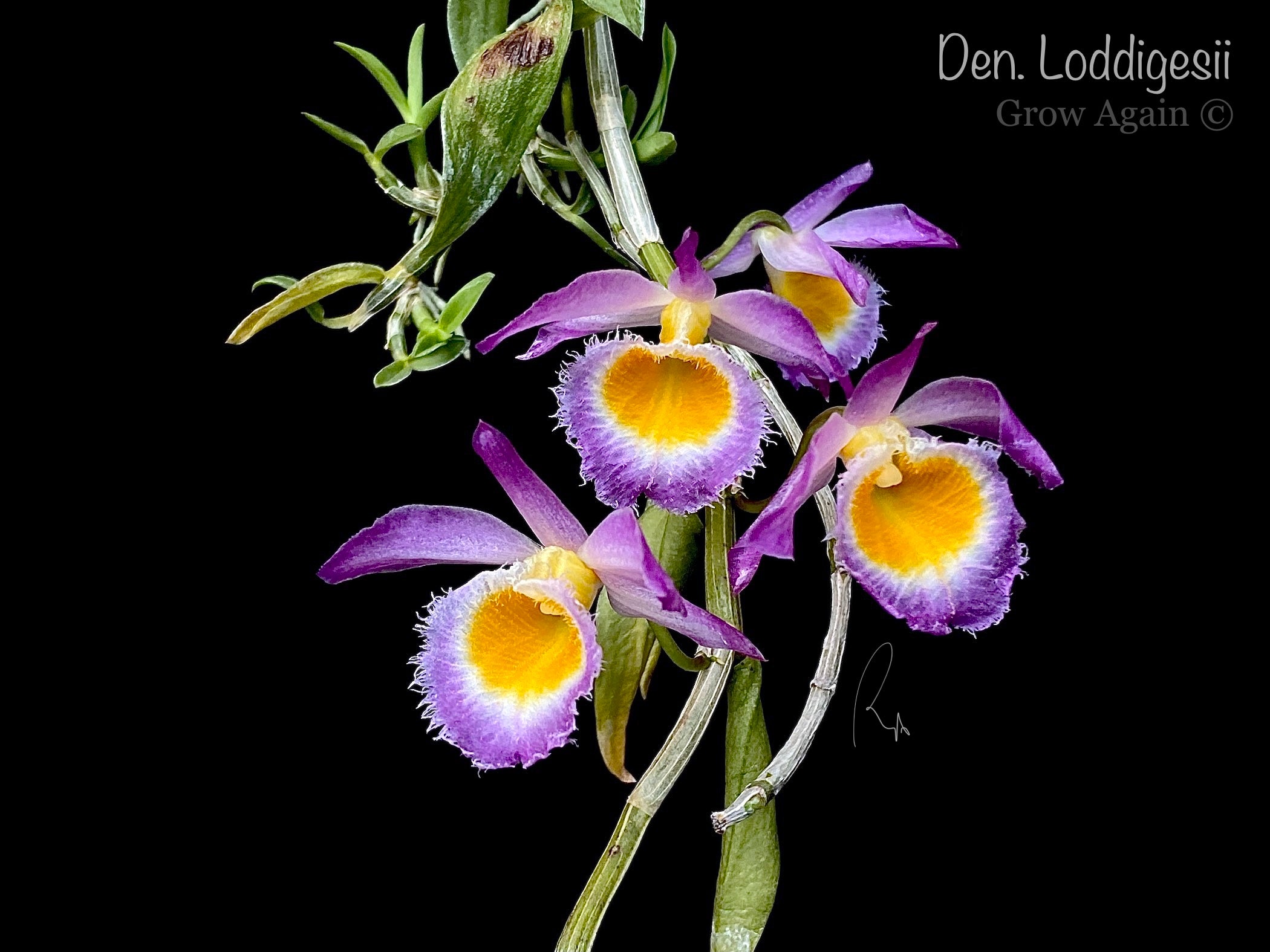 Den. Loddigesii