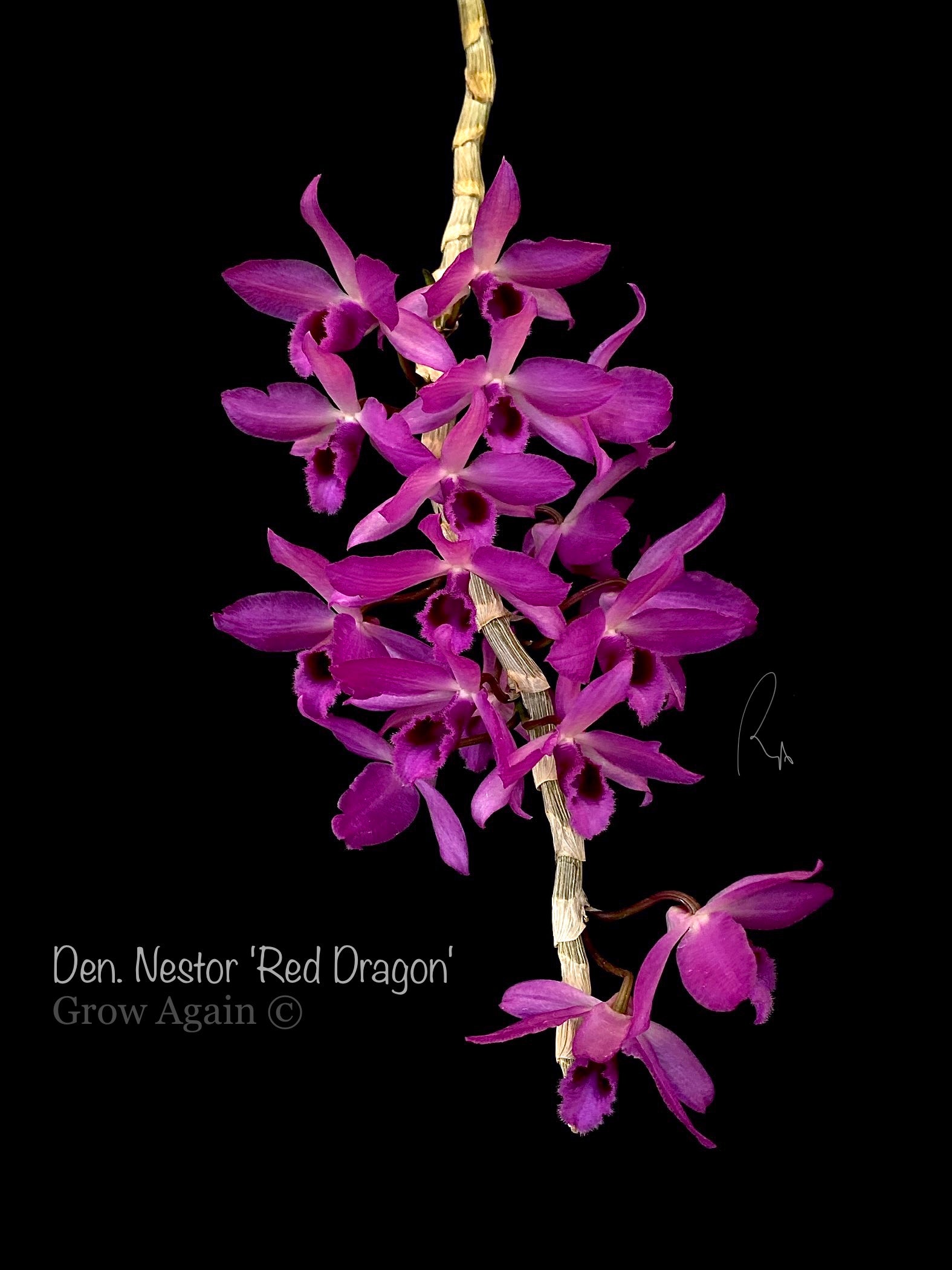 Den. Nestor 'Red Dragon'
