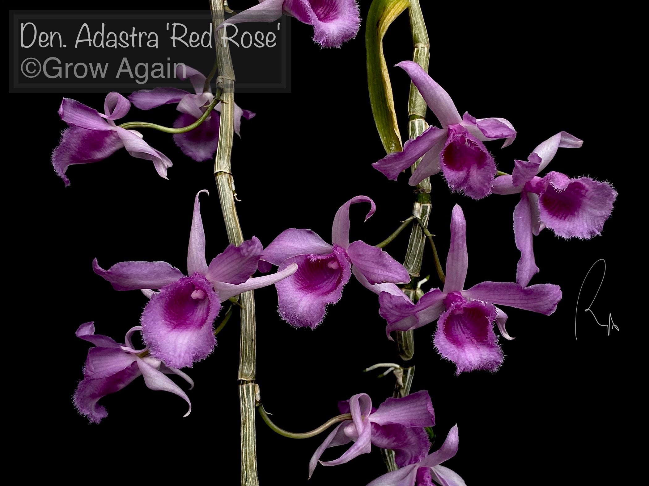 Den. Adastra 'Red Rose'