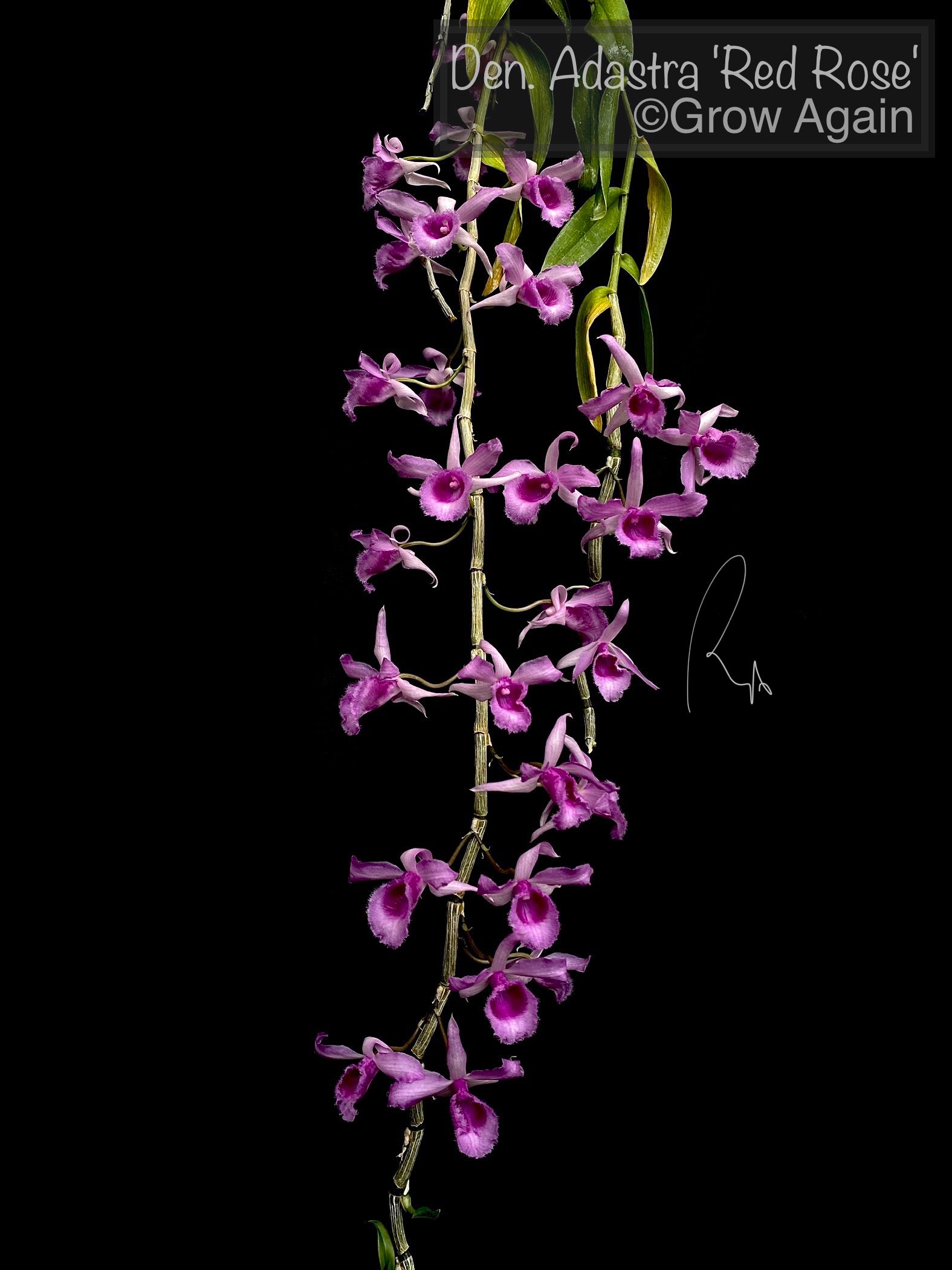 Den. Adastra 'Red Rose'